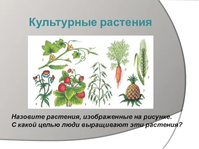 Культурные растения Назовите растения, изображенные на рисунке. С какой целью люди выращивают эти растения?