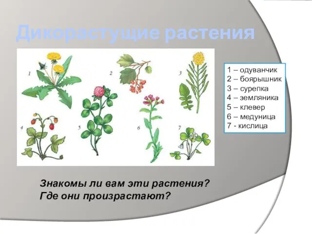 Дикорастущие растения 1 – одуванчик 2 – боярышник 3 –