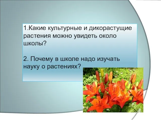 1.Какие культурные и дикорастущие растения можно увидеть около школы? 2.
