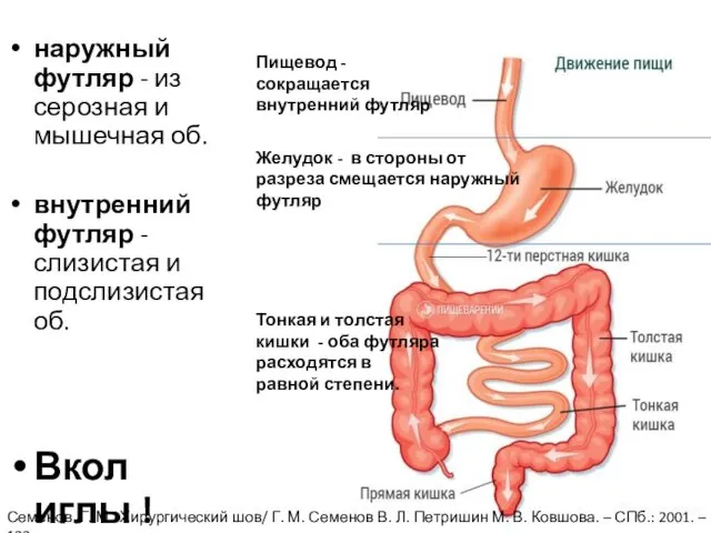 наружный футляр - из серозная и мышечная об. внутренний футляр