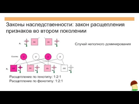 Законы наследственности: закон расщепления признаков во втором поколении Случай неполного