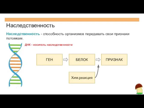 Наследственность Наследственность - способность организмов передавать свои признаки потомкам. ДНК