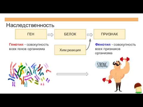 Наследственность Генотип - совокупность всех генов организма ГЕН БЕЛОК ПРИЗНАК