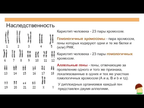Наследственность Кариотип человека - 23 пары хромосом. Гомологичные хромосомы -