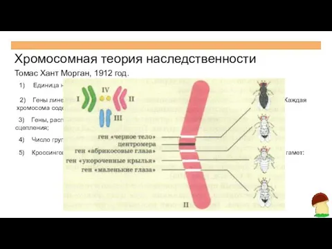 Хромосомная теория наследственности Томас Хант Морган, 1912 год. Единица наследственной