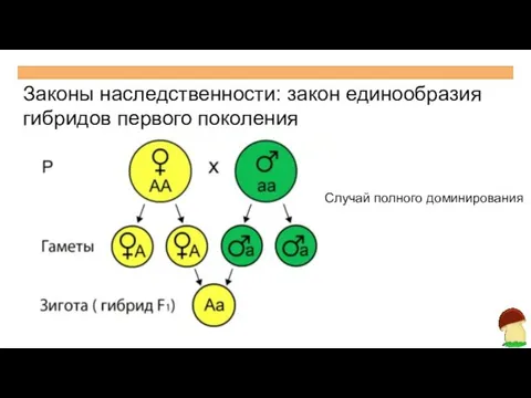 Законы наследственности: закон единообразия гибридов первого поколения Случай полного доминирования