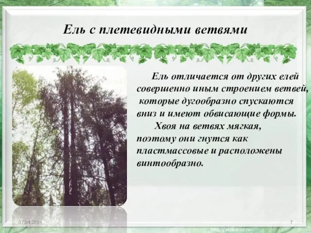 Ель с плетевидными ветвями 07.04.2014 Ель отличается от других елей