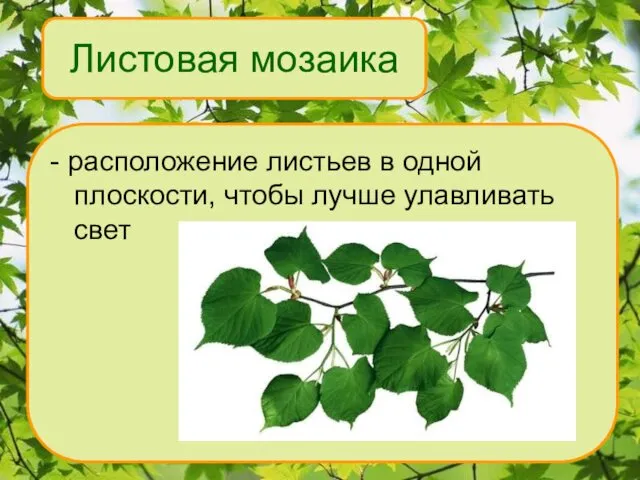 Листовая мозаика - расположение листьев в одной плоскости, чтобы лучше улавливать свет