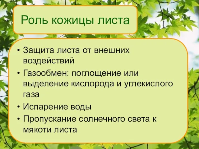 Роль кожицы листа Защита листа от внешних воздействий Газообмен: поглощение