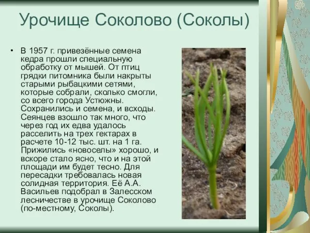 Урочище Соколово (Соколы) В 1957 г. привезённые семена кедра прошли специальную обработку от