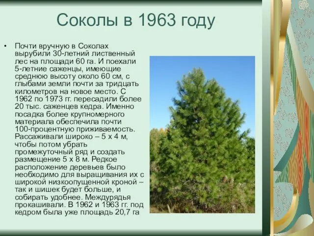 Соколы в 1963 году Почти вручную в Соколах вырубили 30-летний лиственный лес на