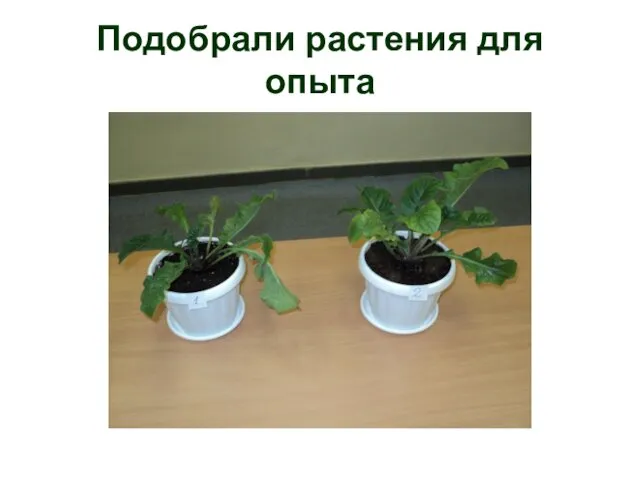 Подобрали растения для опыта