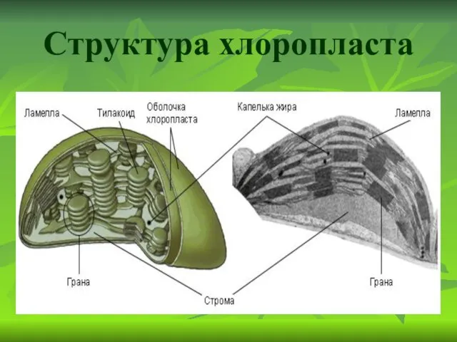 Структура хлоропласта