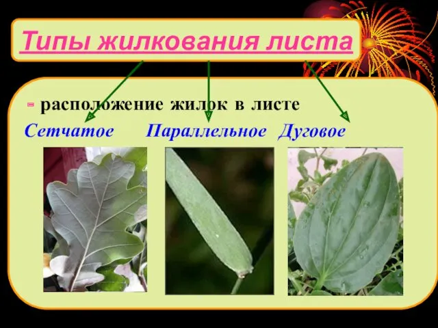 Типы жилкования листа расположение жилок в листе Сетчатое Параллельное Дуговое