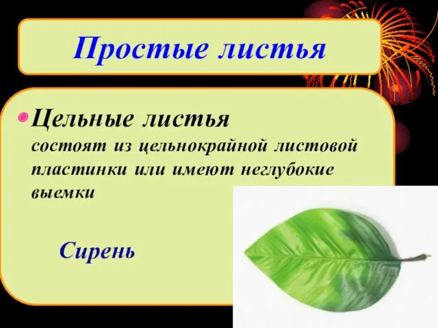 Цельные листья состоят из цельнокрайной листовой пластинки или имеют неглубокие выемки Сирень Простые листья