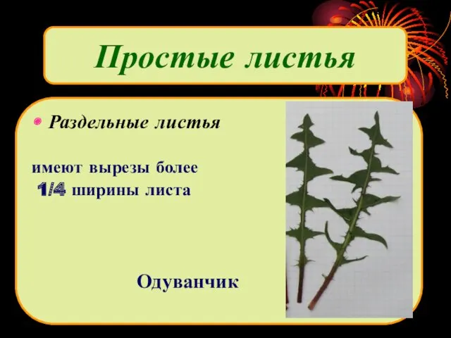 Раздельные листья имеют вырезы более 1/4 ширины листа Одуванчик Простые листья