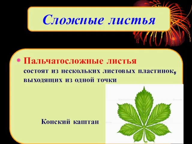 Сложные листья Пальчатосложные листья состоят из нескольких листовых пластинок, выходящих из одной точки Конский каштан