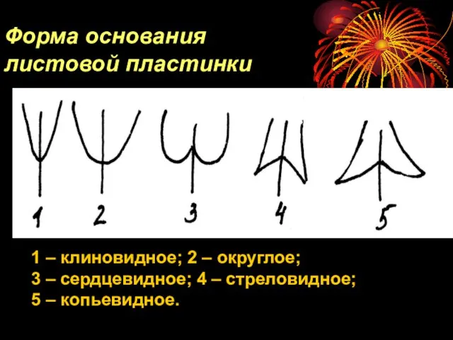 1 – клиновидное; 2 – округлое; 3 – сердцевидное; 4