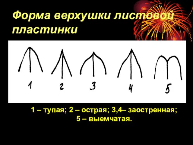 1 – тупая; 2 – острая; 3,4– заостренная; 5 – выемчатая. Форма верхушки листовой пластинки