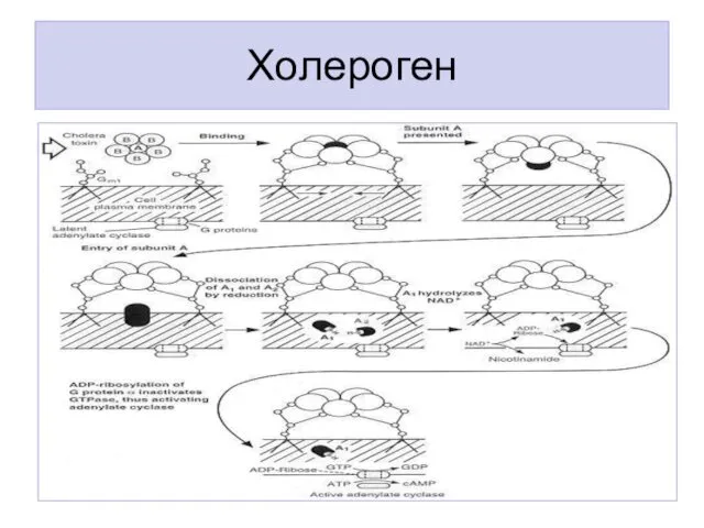 Холероген