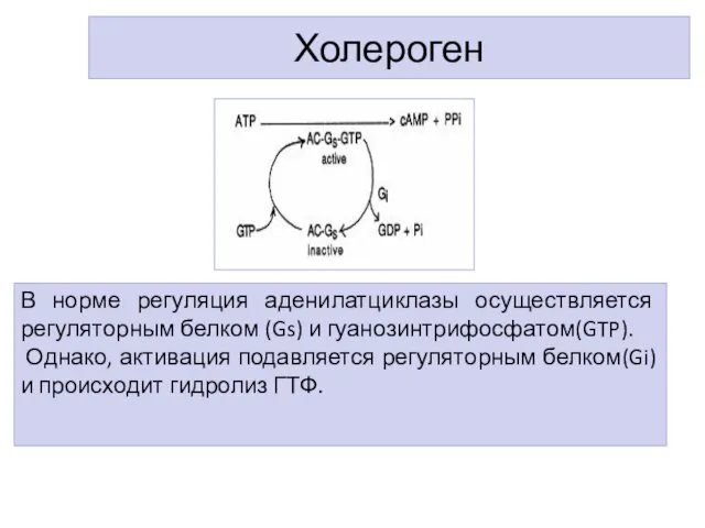 Холероген В норме регуляция аденилатциклазы осуществляется регуляторным белком (Gs) и