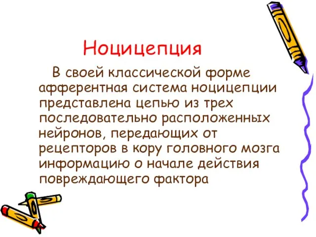 Ноцицепция В своей классической форме афферентная система ноцицепции представлена цепью