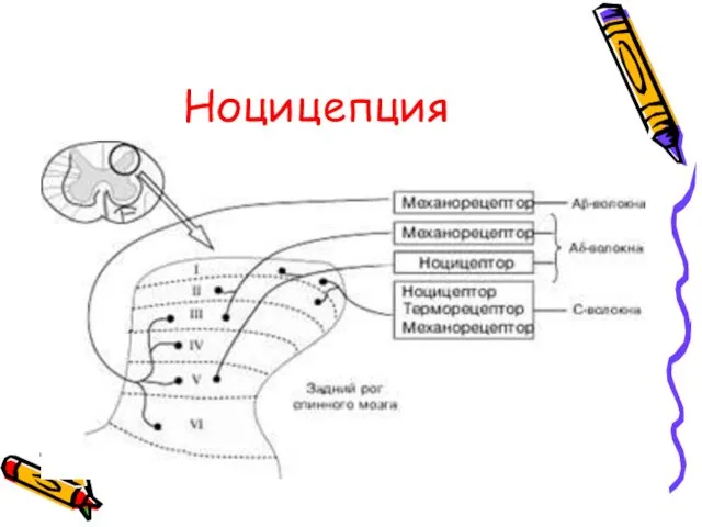 Ноцицепция