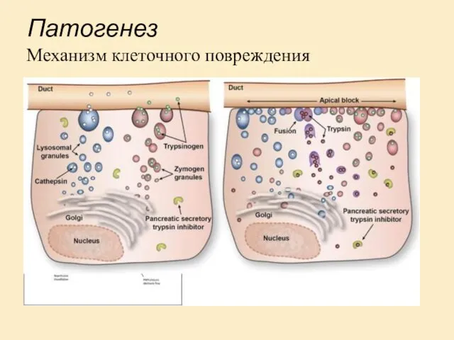Патогенез Механизм клеточного повреждения
