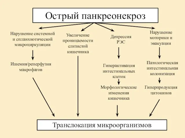 Острый панкреонекроз Нарушение системной и спланхнотической микроциркуляции Увеличение проницаемости слизистой