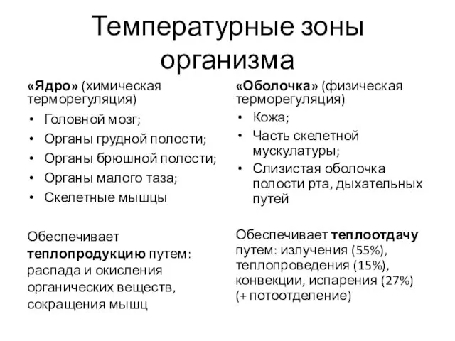 Температурные зоны организма «Ядро» (химическая терморегуляция) Головной мозг; Органы грудной