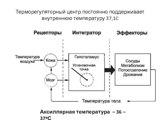 Терморегуляторный центр постоянно поддерживает внутреннюю температуру 37,1C Аксиллярная температура – 36 – 37ºС