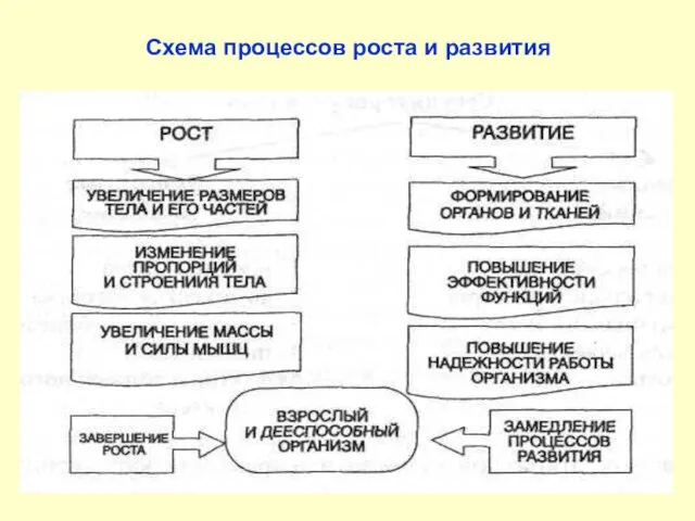 Схема процессов роста и развития