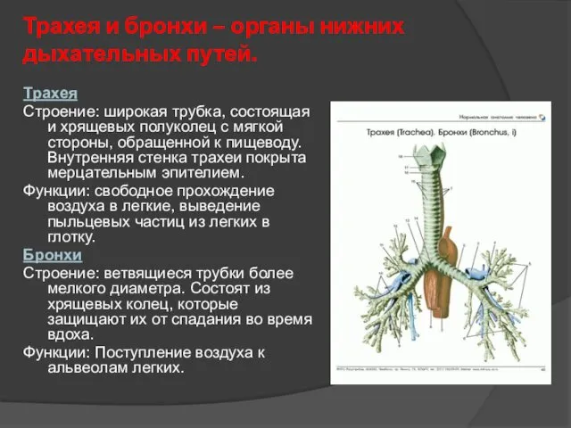 Трахея и бронхи – органы нижних дыхательных путей. Трахея Строение: