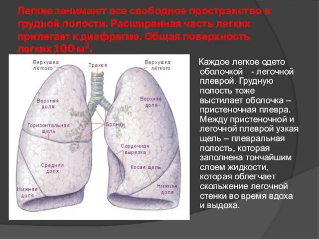 Легкие занимают все свободное пространство в грудной полости. Расширенная часть легких прилегает к