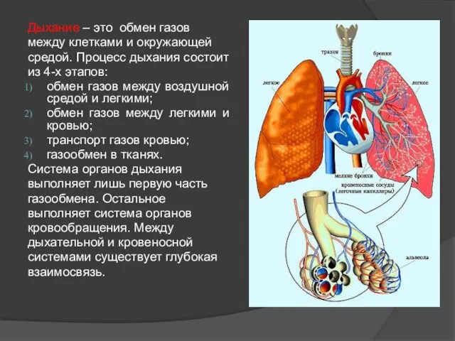 Дыхание – это обмен газов между клетками и окружающей средой.