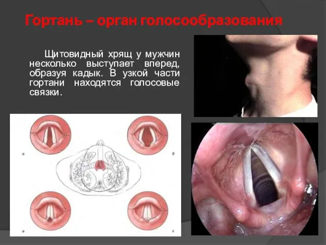 Гортань – орган голосообразования Щитовидный хрящ у мужчин несколько выступает