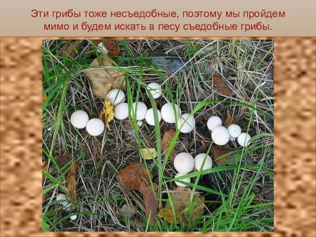 Эти грибы тоже несъедобные, поэтому мы пройдем мимо и будем искать в лесу съедобные грибы.