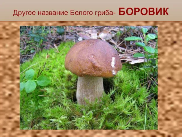 Другое название Белого гриба- БОРОВИК
