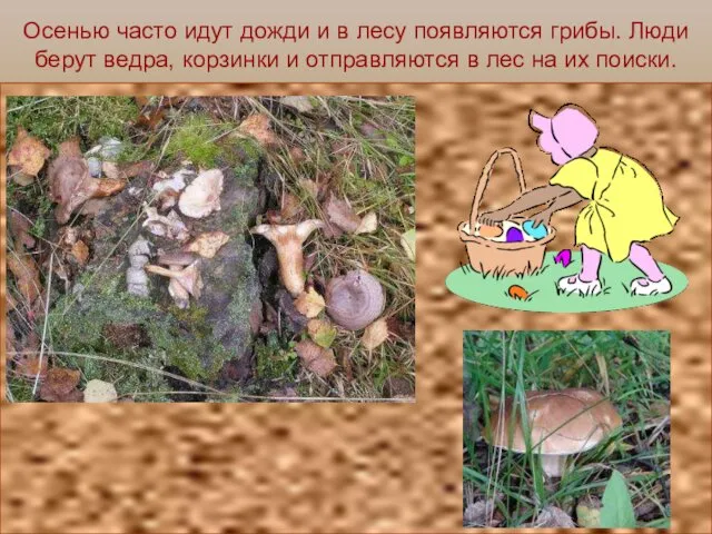 Осенью часто идут дожди и в лесу появляются грибы. Люди берут ведра, корзинки