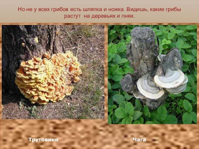 Но не у всех грибов есть шляпка и ножка. Видишь, какие грибы растут