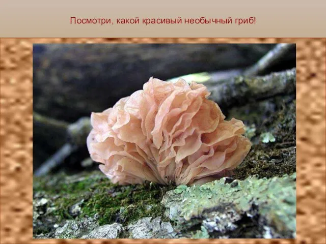 Посмотри, какой красивый необычный гриб!