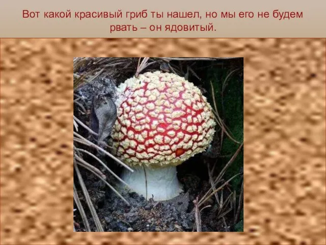Вот какой красивый гриб ты нашел, но мы его не будем рвать – он ядовитый.