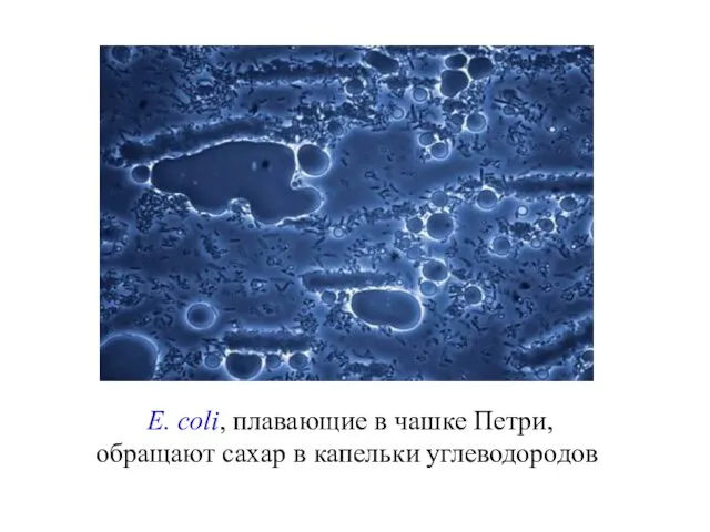 E. coli, плавающие в чашке Петри, обращают сахар в капельки углеводородов
