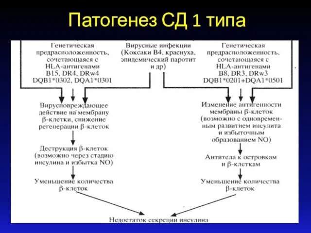 Патогенез СД 1 типа