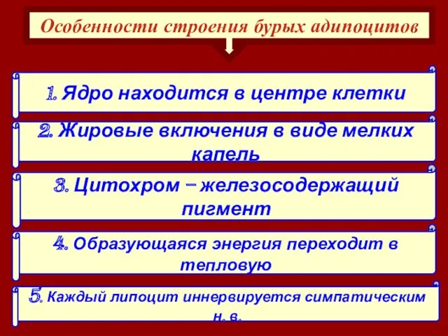 1. Ядро находится в центре клетки 4. Образующаяся энергия переходит