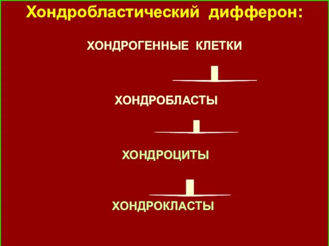 Хондробластический дифферон: ХОНДРОГЕННЫЕ КЛЕТКИ ХОНДРОБЛАСТЫ ХОНДРОЦИТЫ ХОНДРОКЛАСТЫ