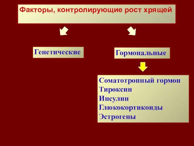 Генетические Гормональные Соматотропный гормон Тироксин Инсулин Глюкокортикоиды Эстрогены Факторы, контролирующие рост хрящей