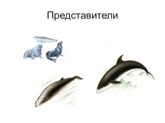 Представители