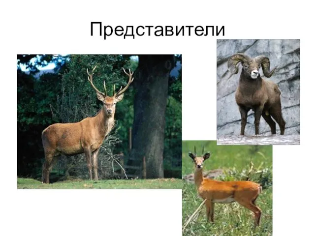 Представители