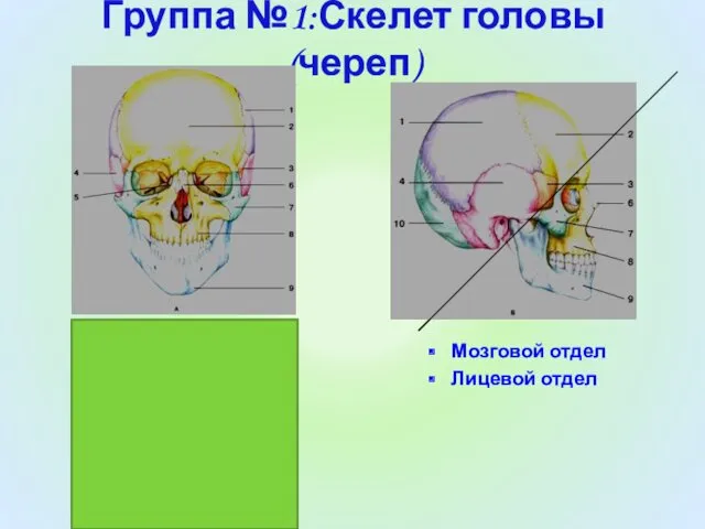 Группа №1:Скелет головы (череп) Мозговой отдел Лицевой отдел 1 —